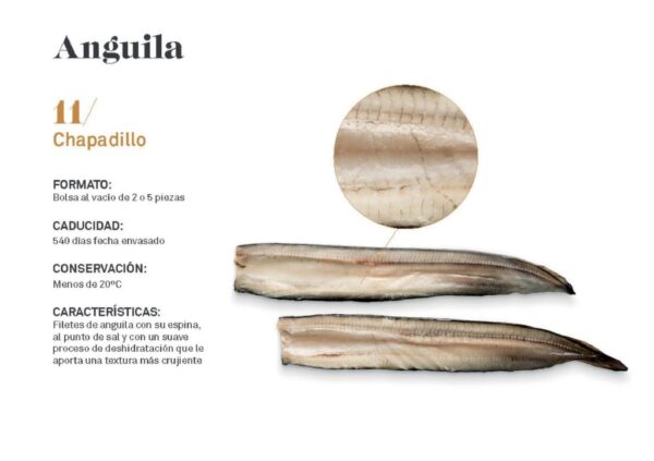 Anguila Chapadillo