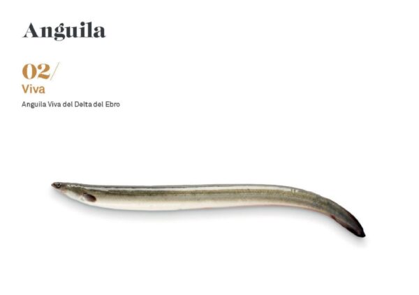 Anguila viva