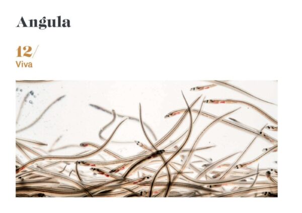 Angula Viva
