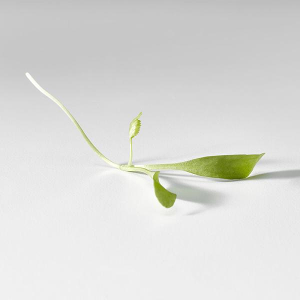 Cilantro