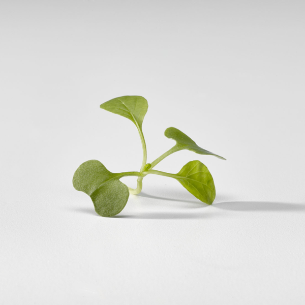 Pakchoi