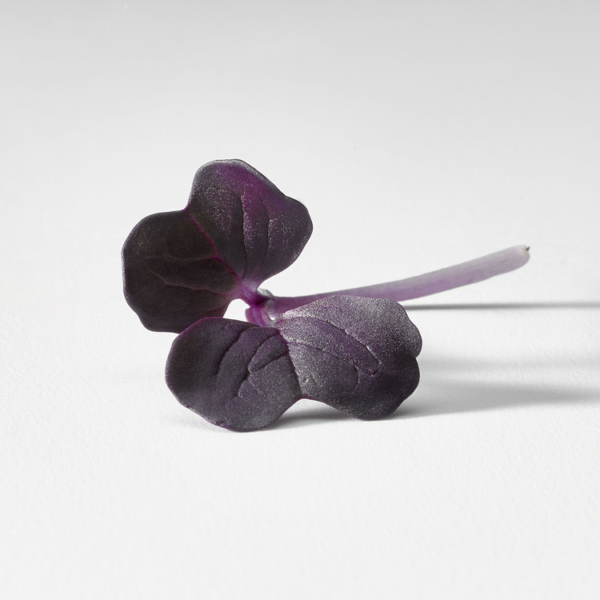 Rábano Morado