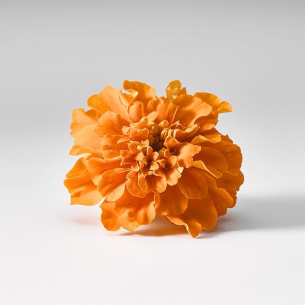 Flor Tagete Comestible