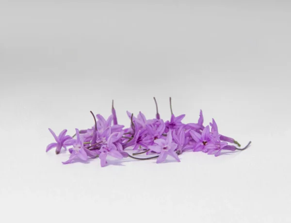 Flor de Ajo