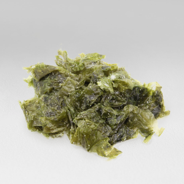 Lechuga de Mar