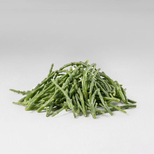 Salicornia