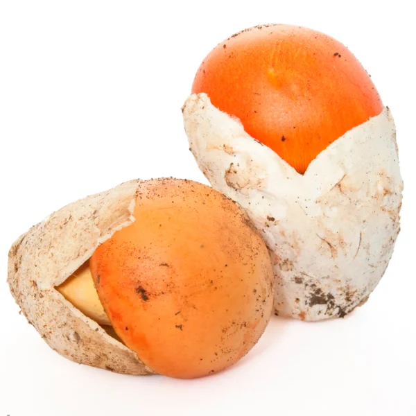 Amanita Caesarea - Huevo de Rey