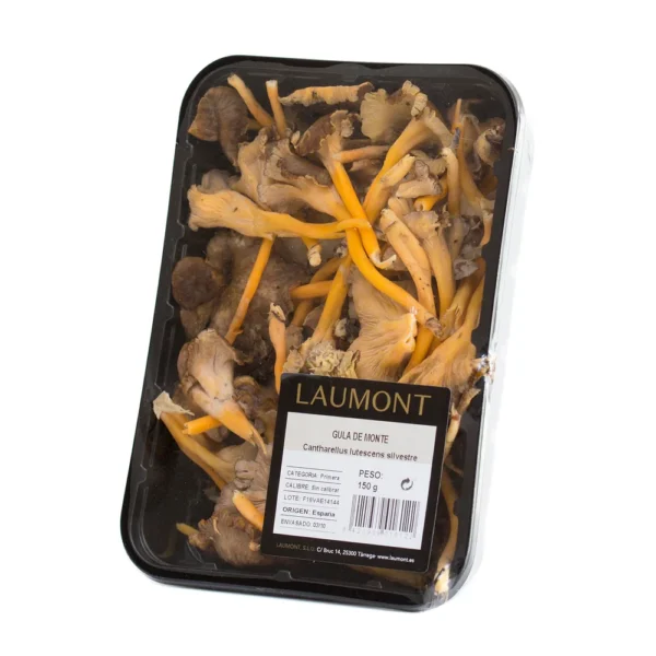 Angula de monte silvestre (Lutescens) Bandeja 150g