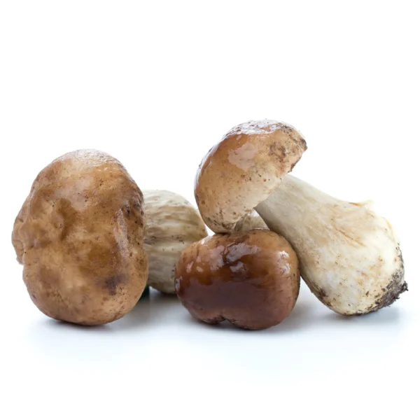 Boletus edulis silvestre