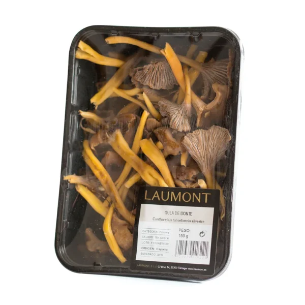 Gula de monte silvestre (Tubaeformis) Bandeja 150g