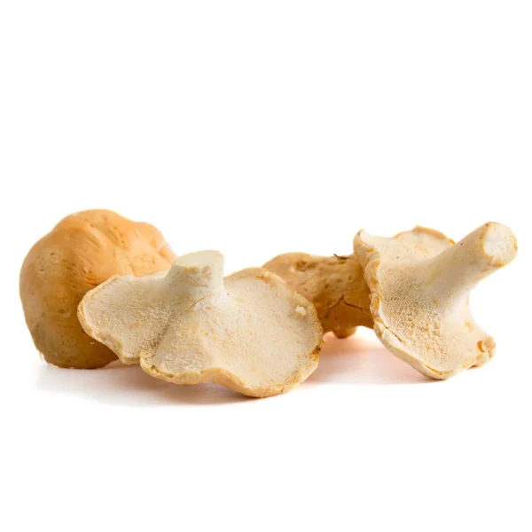 Lengua de vaca silvestre (Hyndum repandum)