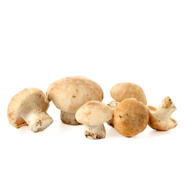 Perrechico silvestre (Calocybe Gambosa)