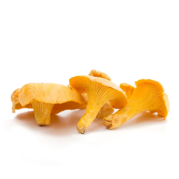 Rebozuelo silvestre