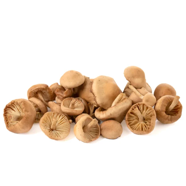 Senderilla silvestre (Marasmius oreades)