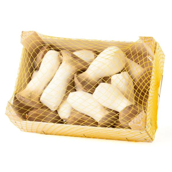 Seta de cardo - Pleurotus Eryngii Cultivo